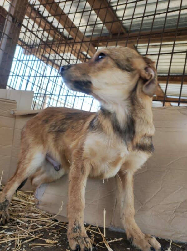 LUCCA - reserviert Second Chance Dogs - vermittelt – Bild 4