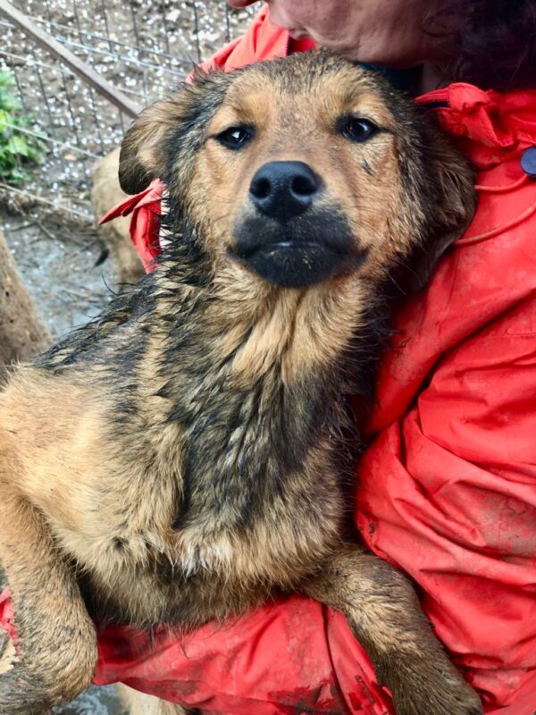 KÄTHCHEN - reserviert Alexandra - vermittelt – Bild 13