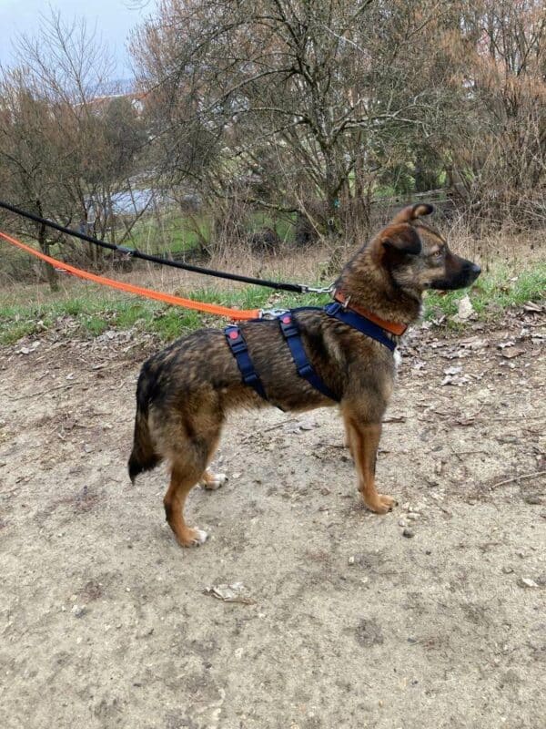 Tracy in 73240 Wendlingen am Neckar *vermittelt* – Bild 3