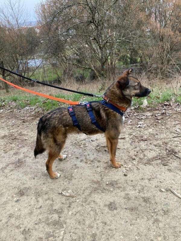 Tracy in 73240 Wendlingen am Neckar *vermittelt* – Bild 4