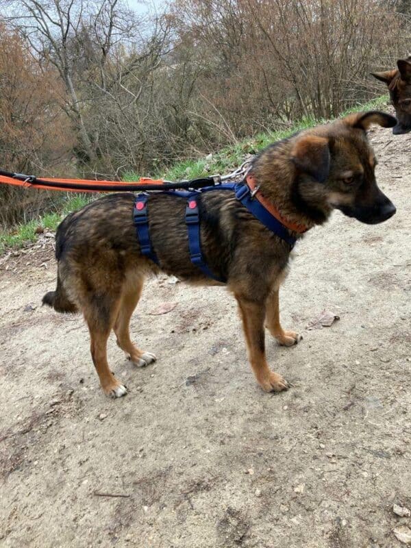 Tracy in 73240 Wendlingen am Neckar *vermittelt* – Bild 9