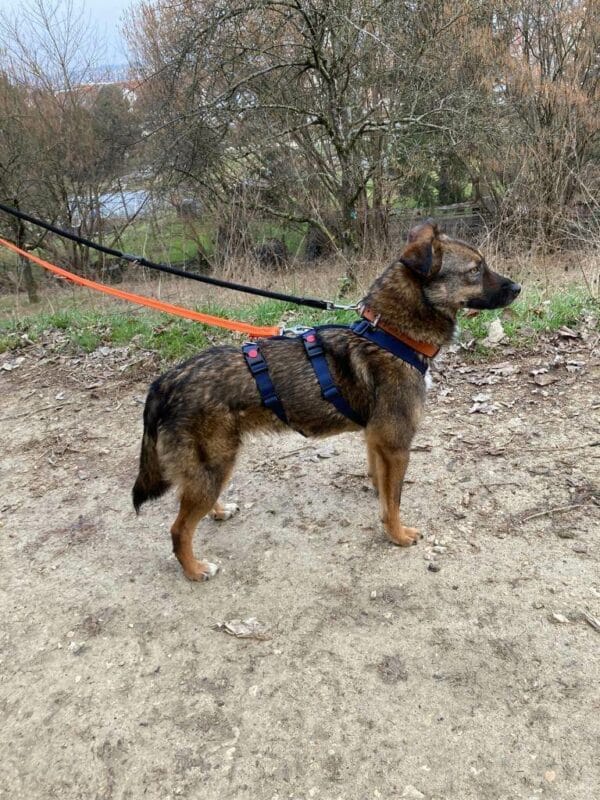 Tracy in 73240 Wendlingen am Neckar *vermittelt* – Bild 2