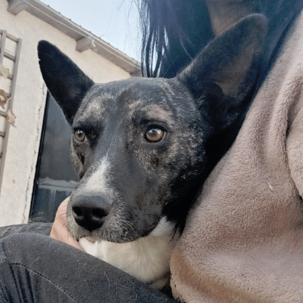 ROMICA - in Rumänien vermittelt 06/24
