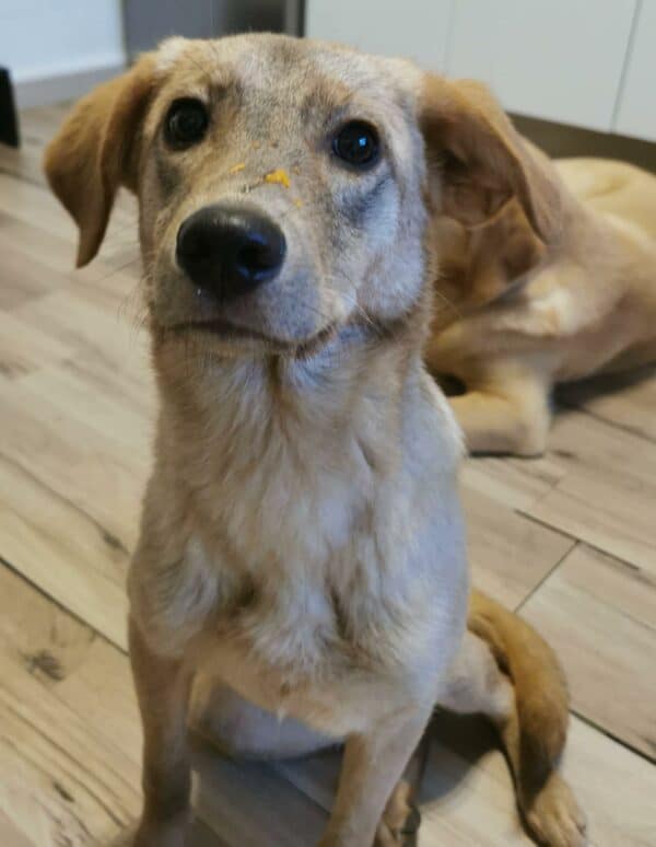 Lotti in 34474 Diemelstadt (ehm. Liu) - vermittelt – Bild 8