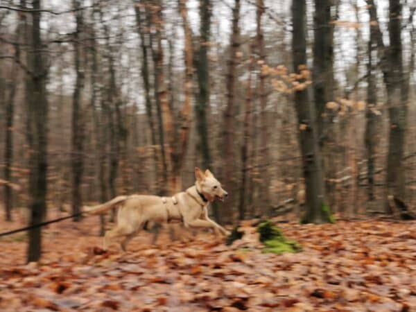 Lotti in 34474 Diemelstadt (ehm. Liu) - vermittelt – Bild 5