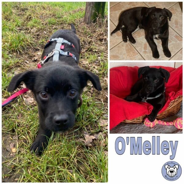 O´Melley in 33775 Versmold *vermittelt*