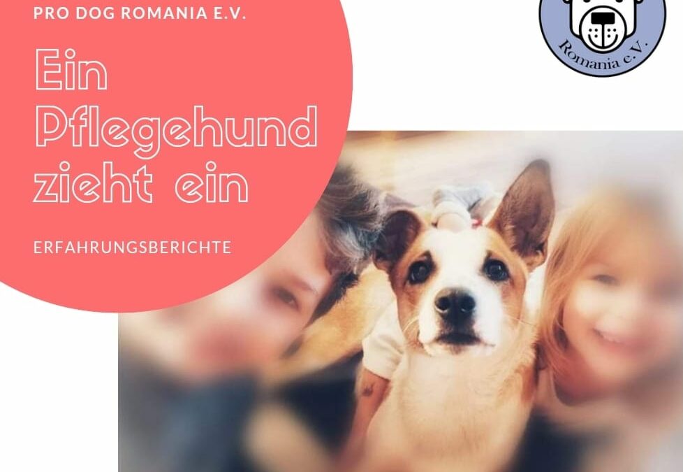 Ein Pflegehund zieht ein – Teil 8