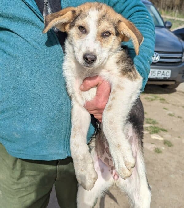 PAULA - Hautprobleme - vermittelt Betty – Bild 9