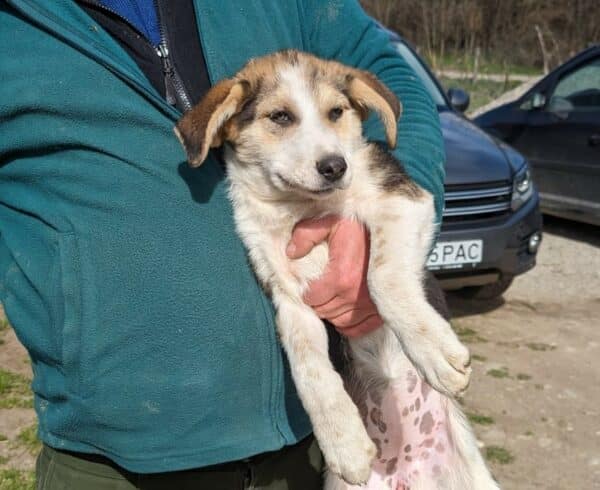 PAULA - Hautprobleme - vermittelt Betty – Bild 8