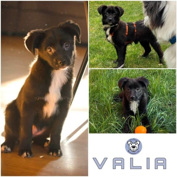 Valia in 71665 Vaihingen/Enz. *vermittelt*