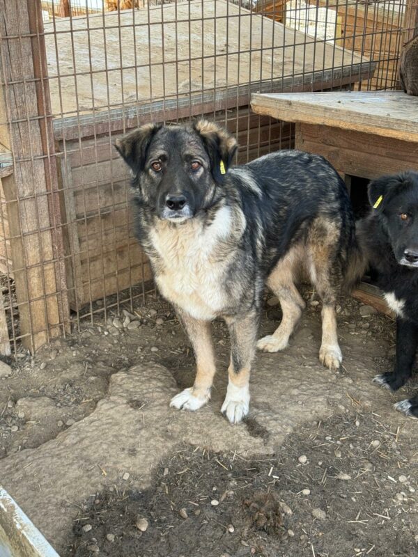 PELLE (♂) – Bild 4