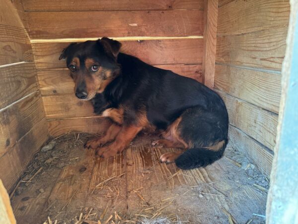 FLORINO (♂)