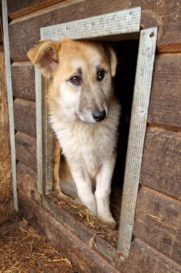 SHILO – Bild 3