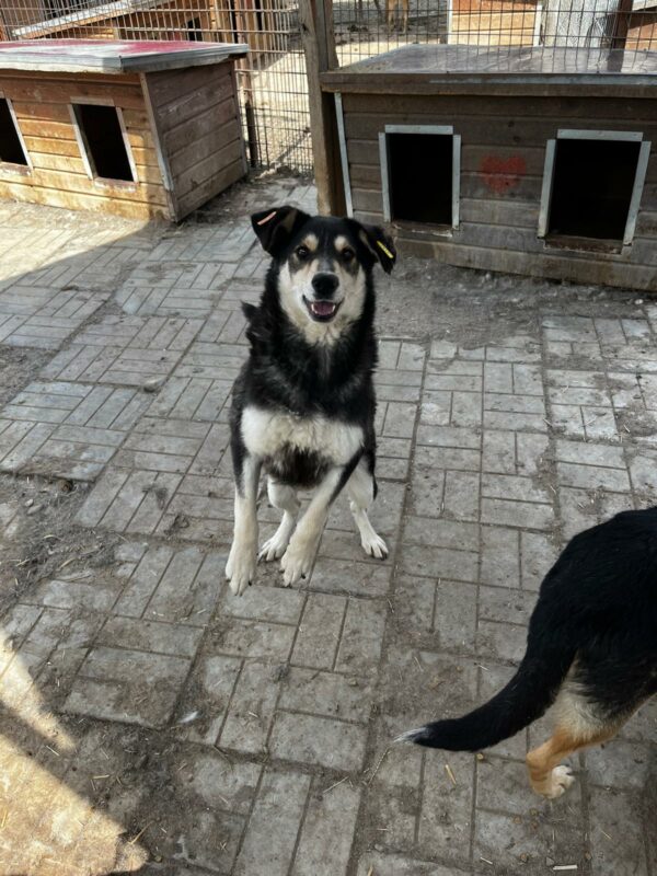 EDANA (♀) – Bild 4