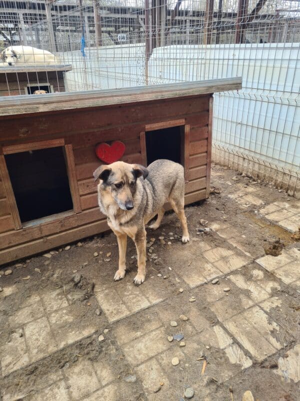 SINTRA (♀) - Cherry-Eye links – Bild 11