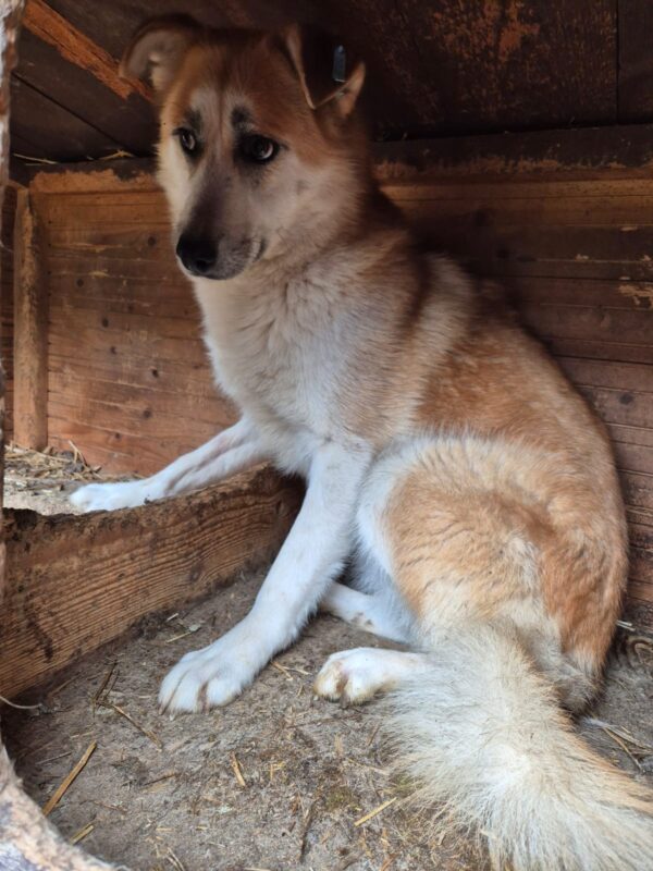 SHILO – Bild 2