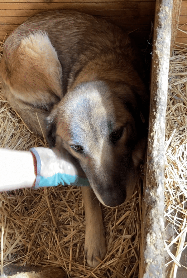 KRISSY (♀) – Bild 16