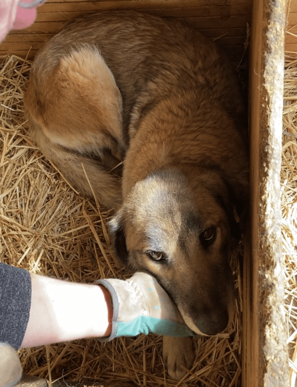 KRISSY (♀) – Bild 15