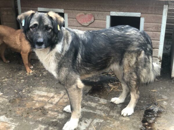 PELLE (♂) – Bild 2