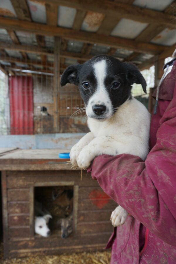 ZOEY – reserviert Tierheim Gifhorn - vermittelt – Bild 3