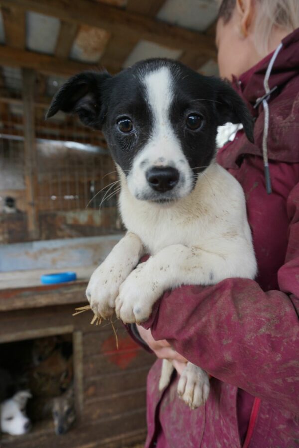 ZOEY – reserviert Tierheim Gifhorn - vermittelt