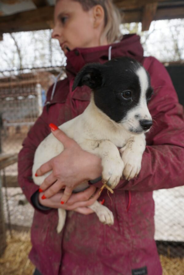 ZOEY – reserviert Tierheim Gifhorn - vermittelt – Bild 4