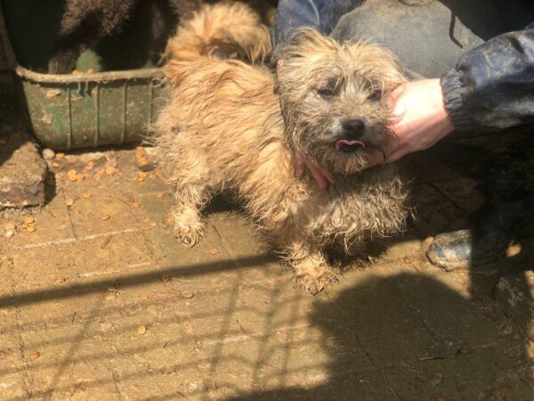 SMOOTHIE - reserviert 4animals - vermittelt