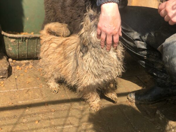 SMOOTHIE - reserviert 4animals - vermittelt – Bild 3