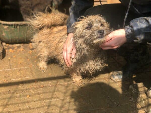 SMOOTHIE - reserviert 4animals - vermittelt – Bild 2