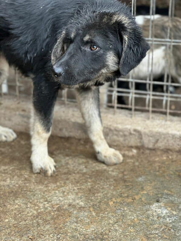MILOS - Notfall - reserviert Kinder- und Tierschutzhof Hahnenberg e.V. - vermittelt – Bild 2