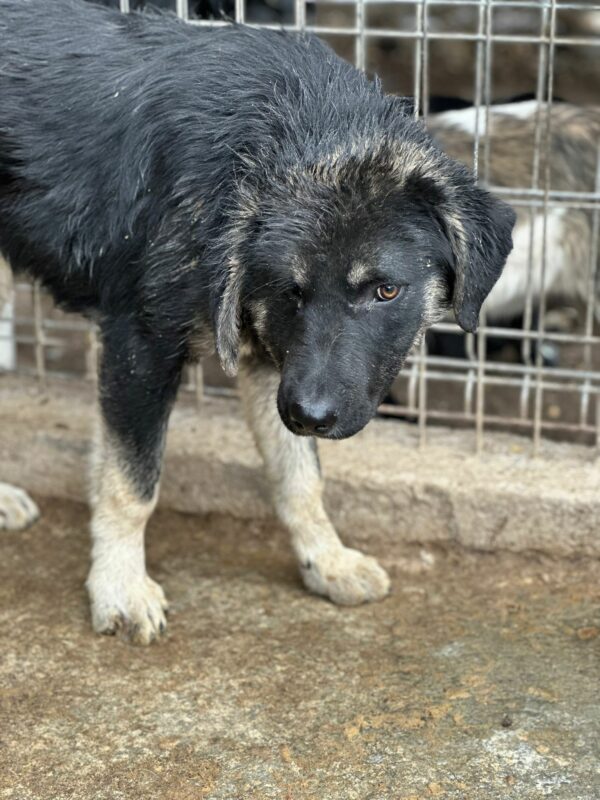 MILOS - Notfall - reserviert Kinder- und Tierschutzhof Hahnenberg e.V. - vermittelt – Bild 3