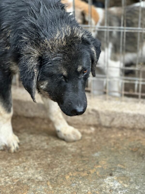 MILOS - Notfall - reserviert Kinder- und Tierschutzhof Hahnenberg e.V. - vermittelt – Bild 4
