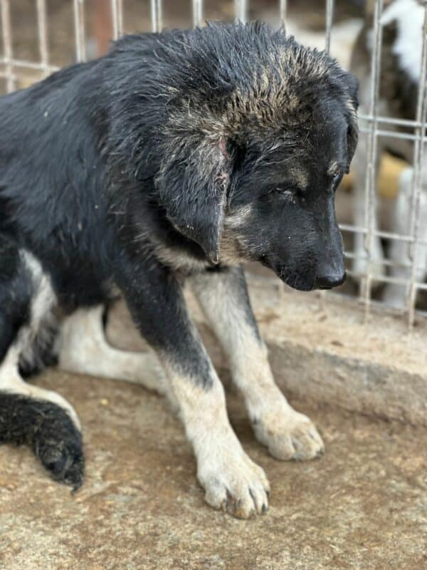 MILOS - Notfall - reserviert Kinder- und Tierschutzhof Hahnenberg e.V. - vermittelt – Bild 5