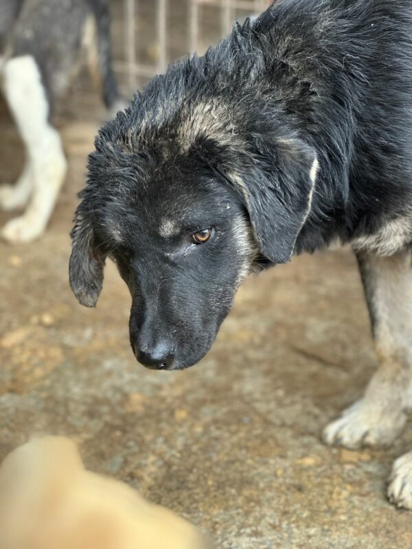 MILOS - Notfall - reserviert Kinder- und Tierschutzhof Hahnenberg e.V. - vermittelt – Bild 6