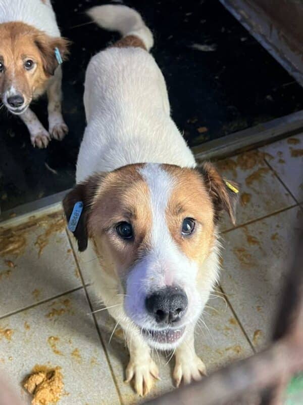 DANDOLO - seit mind. 04/2023 im Vetkennel - Staupetick im Hinterbein - vermittelt Manuela