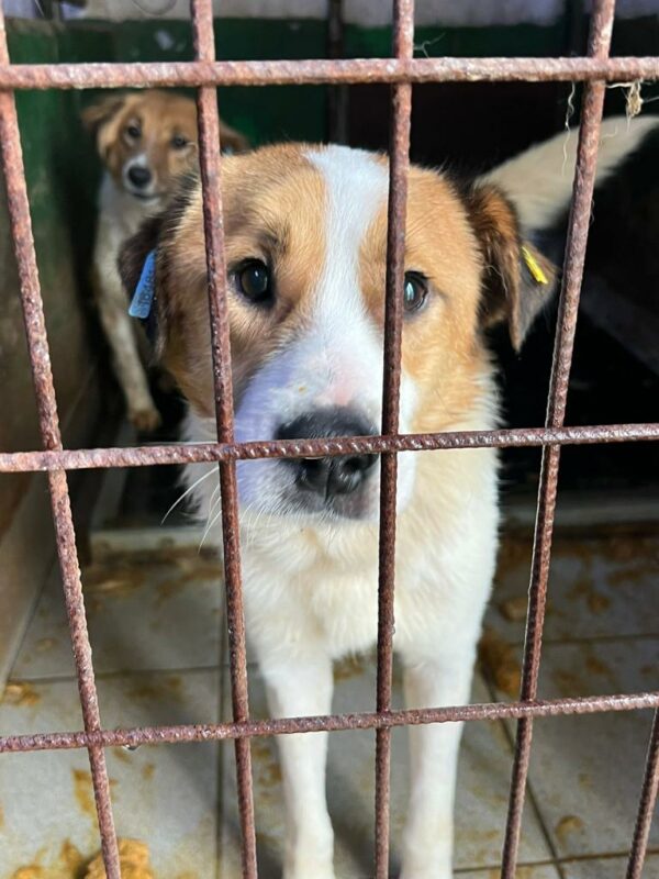 DANDOLO - seit mind. 04/2023 im Vetkennel - Staupetick im Hinterbein - vermittelt Manuela – Bild 2