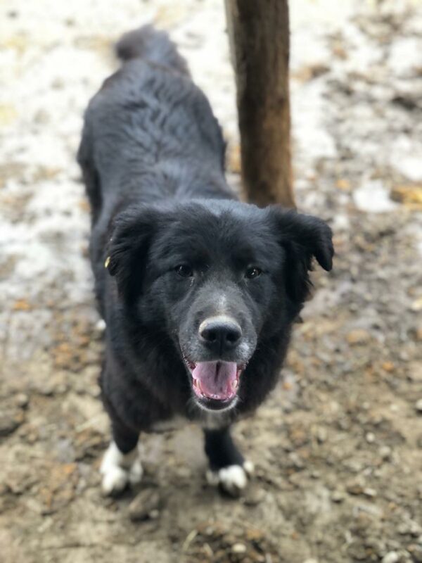 SHEENA  - RBB 05/23 – Bild 3