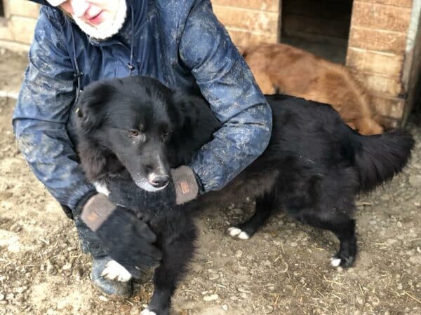 SHEENA  - RBB 05/23 – Bild 4