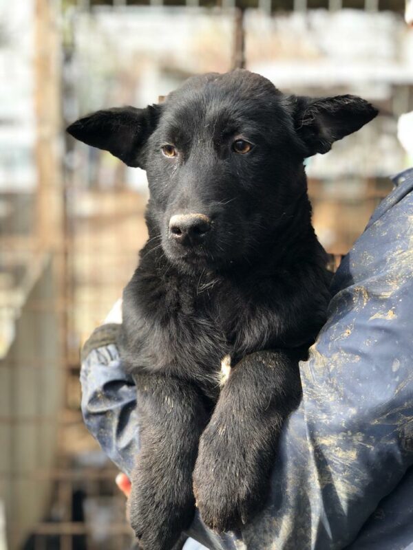 SHANDOR - reserviert Kinder- und Tierschutzhof Hahnenberg e.V. - vermittelt – Bild 2