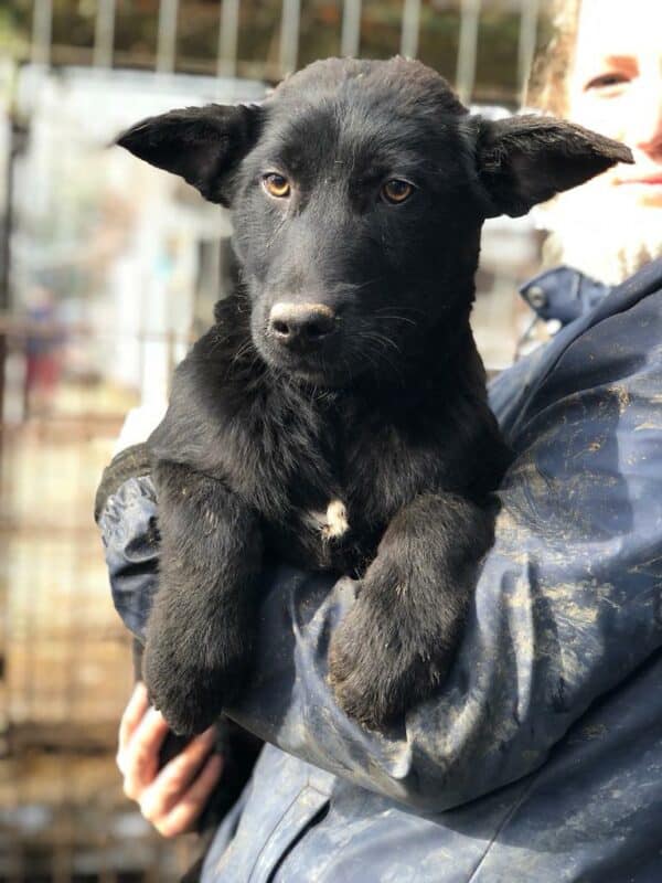SHANDOR - reserviert Kinder- und Tierschutzhof Hahnenberg e.V. - vermittelt