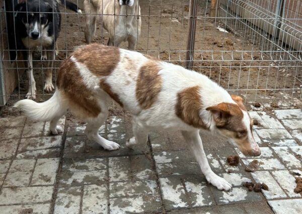 IRMA (♀) – Bild 6