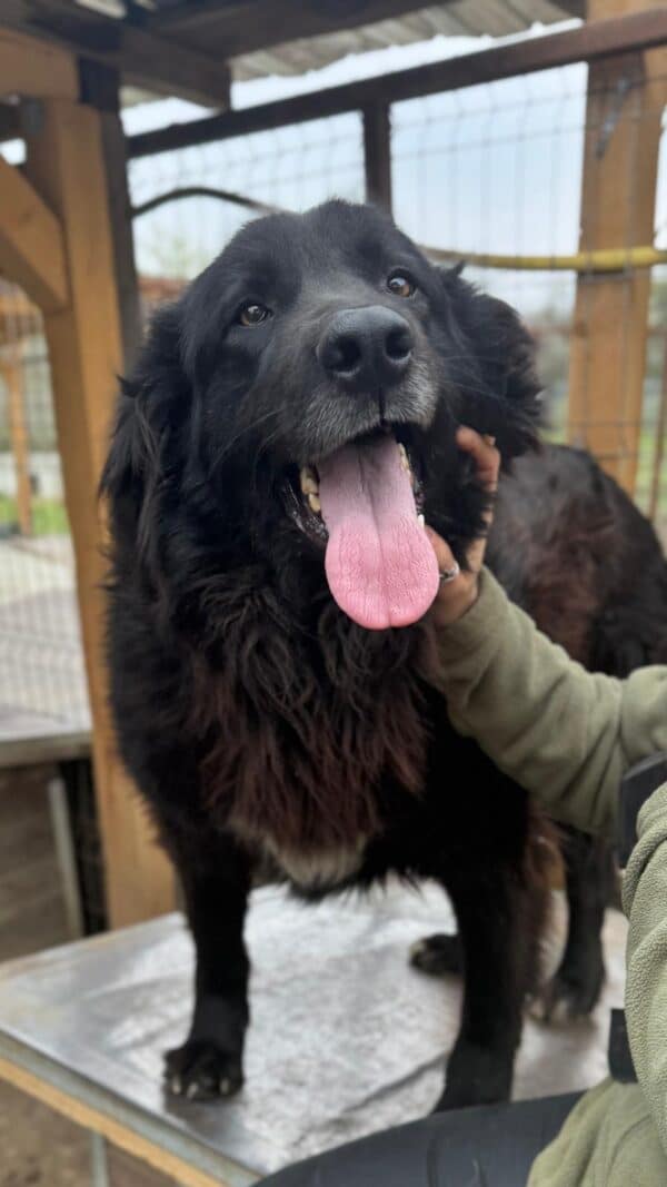 MOKE (♂) – Bild 3