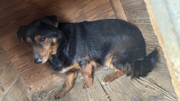 FLORINO (♂) – Bild 3