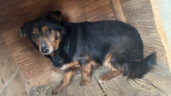 FLORINO (♂) – Bild 2
