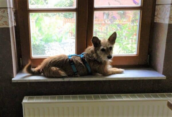 ABBY (Sophie) in 49809 Lingen (Ems) - vermittelt
