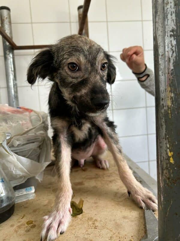 FELLOW (♂) - wird schüchtern! - sollte zeitnahe reisen! - reserviert Tierhilfe Lebenswert DR 21.06.25 – Bild 16