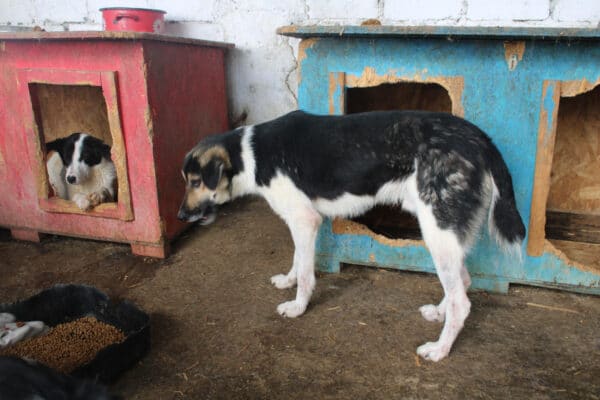 PERCY (♂) - seit 2023 im Shelter – Bild 14