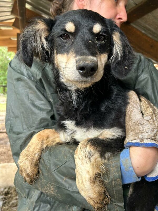 PIPPIN - vermittelt Alexandra – Bild 3