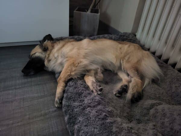 Bijou in 32051 Herford *vermittelt* – Bild 6