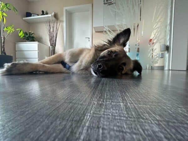 Bijou in 32051 Herford *vermittelt* – Bild 2